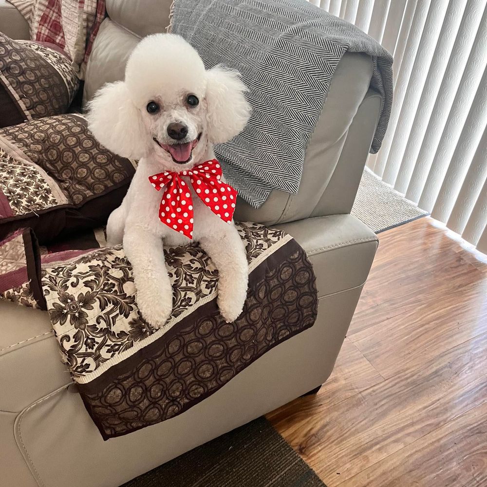 Meet your Posher, Lois